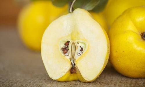 Ekmek Ayvası Fidanı Çeşitleri