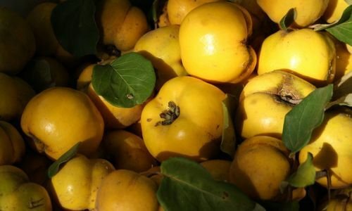 Aşılı Ekmek Ayvası Fidanı Çeşitleri