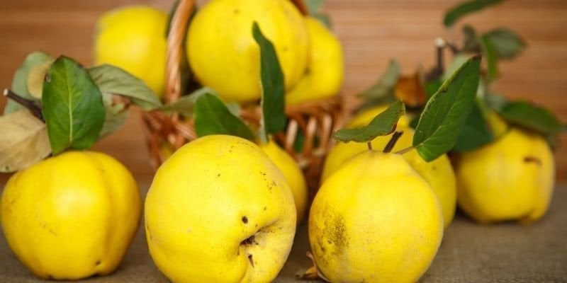 Ayva Fidanı Çeşitleri