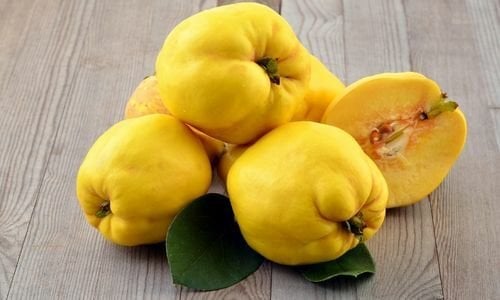 Ekmek Ayvası Fidanı Fiyatı