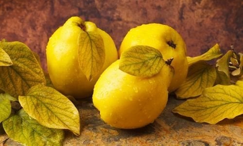 Ekmek Ayvası Fidanı Özellikleri