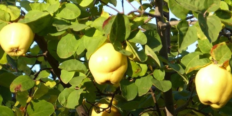 Ayva Fidanı Özellikleri