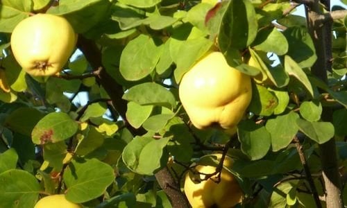 Ekmek Ayvası Fidanı Satışı