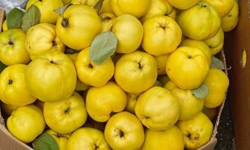 Aşılı Ekmek Ayvası Fidanı Özellikleri