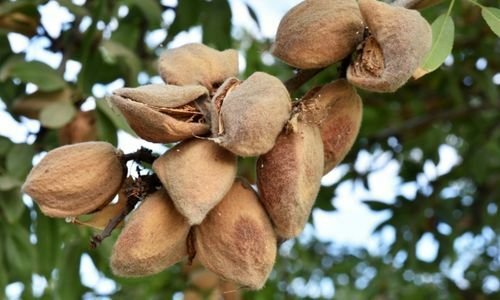 Aşılı Badem Fidanı Bakımı