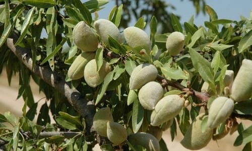 Aşılı Badem Fidanı Çeşitleri