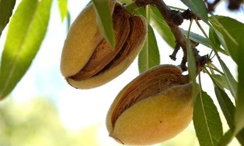 Aşılı Badem Fidanı Özellikleri