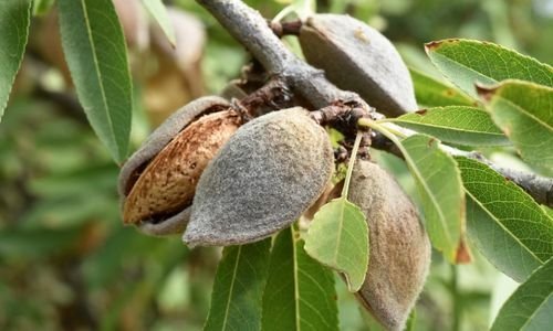 Aşılı Badem Fidanı Satışı