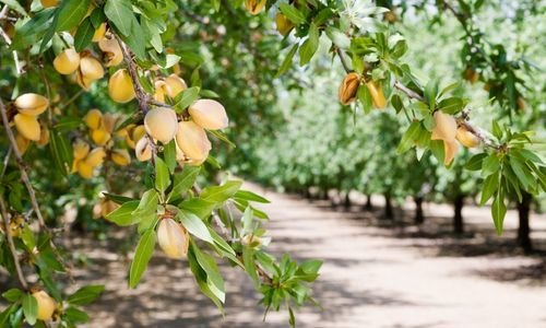 Ferragnes Badem Fidanı Bakımı