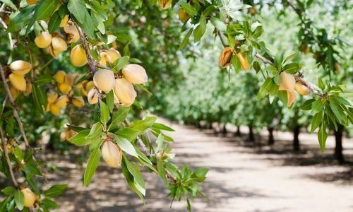 Ferragnes Badem Fidanı Satışı