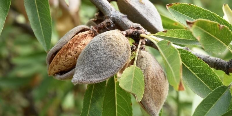 Badem Fidanı Bakımı
