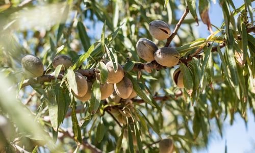 Ferragnes Badem Fidanı Çeşitleri