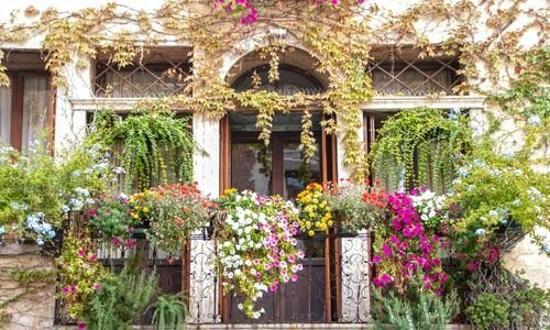 Balkon Çiçekleri Bakımı