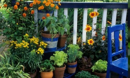 Balkon Çiçekleri Özellikleri