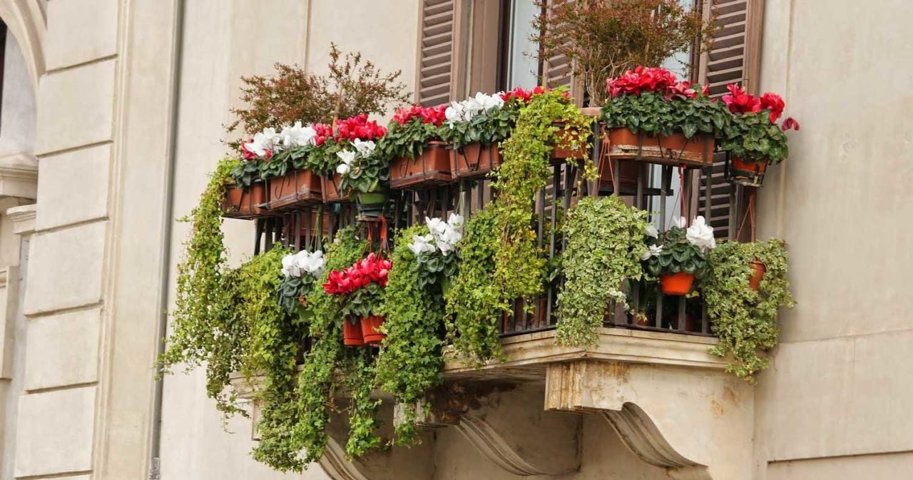 Kışa Dayanıklı Balkon Çiçekleri Nelerdir