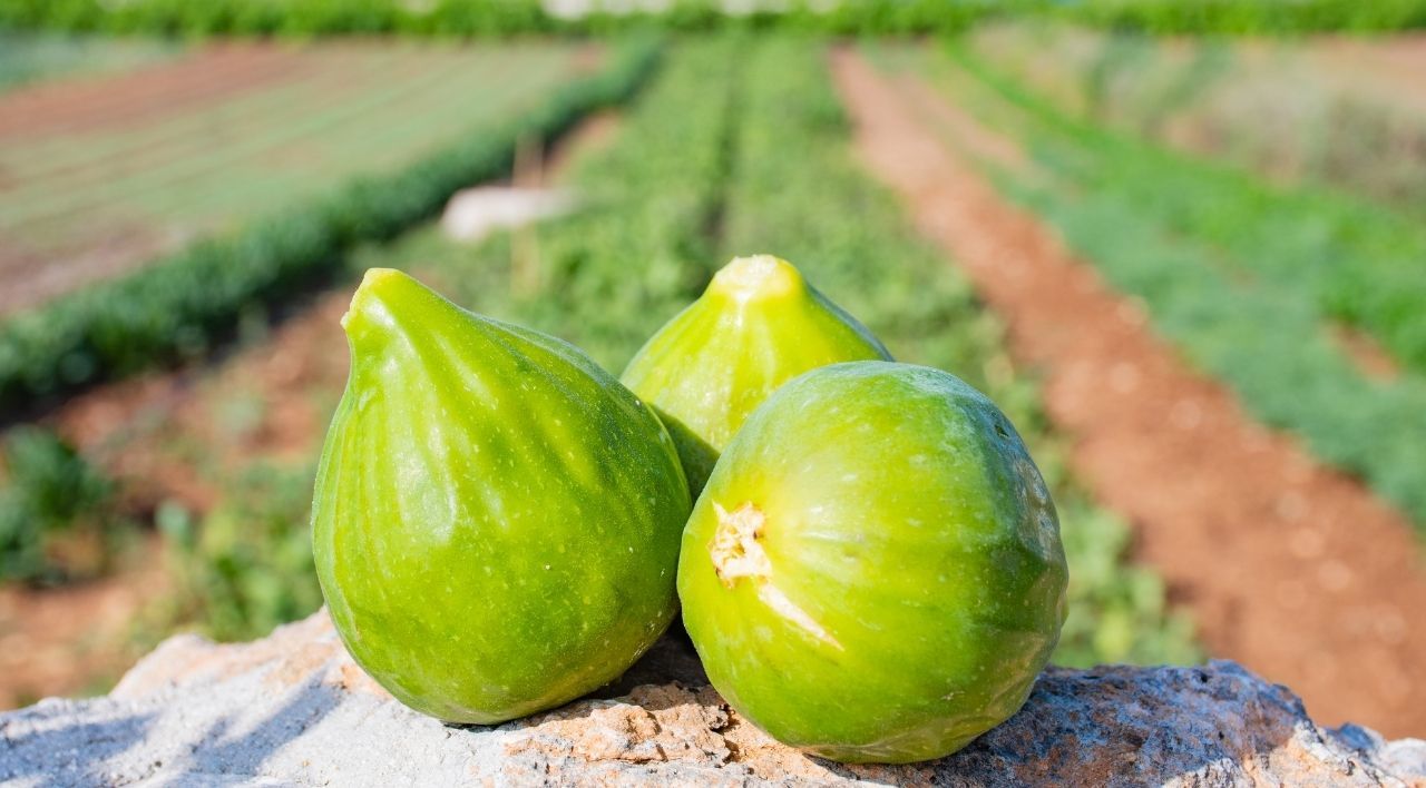 Bardacık İncir Fidanı Satışı