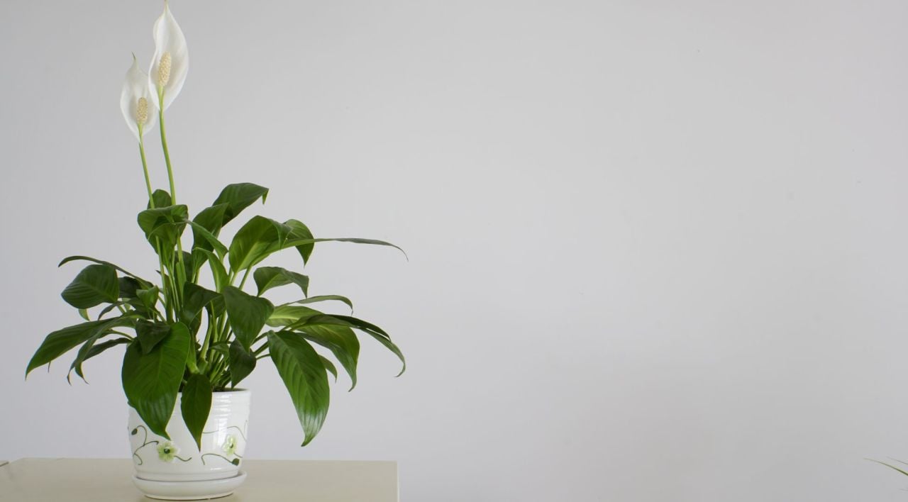 Barış Çiçeği Bakımı