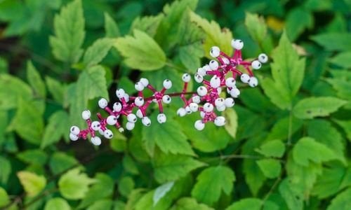 Bebek Gözü Çiçeği Özellikleri