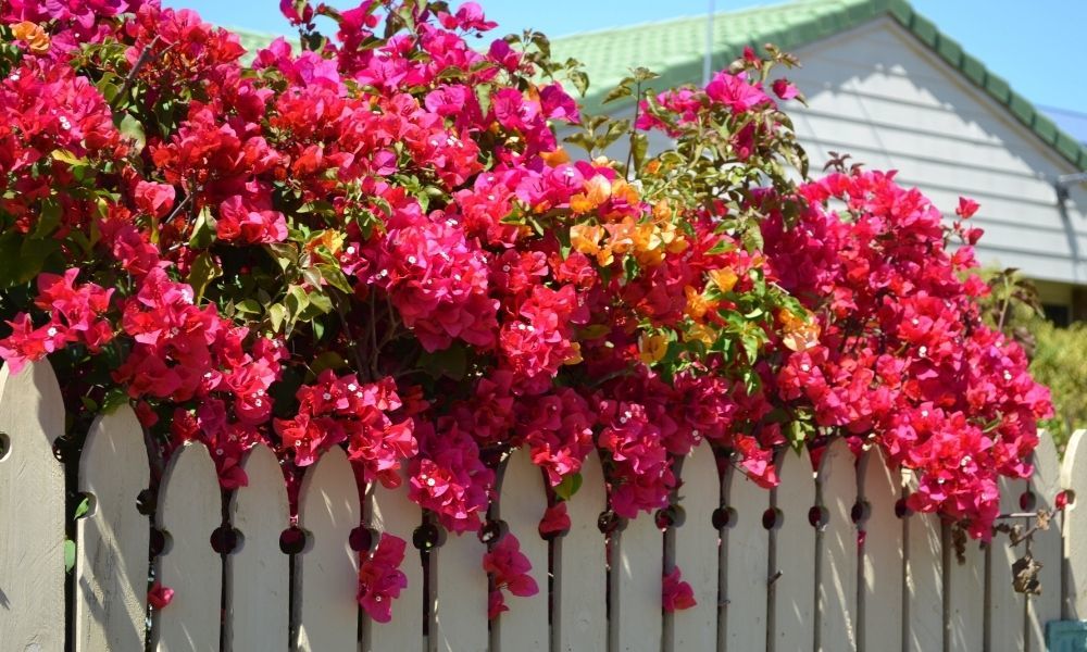 Begonvil Çiçeği Özellikleri