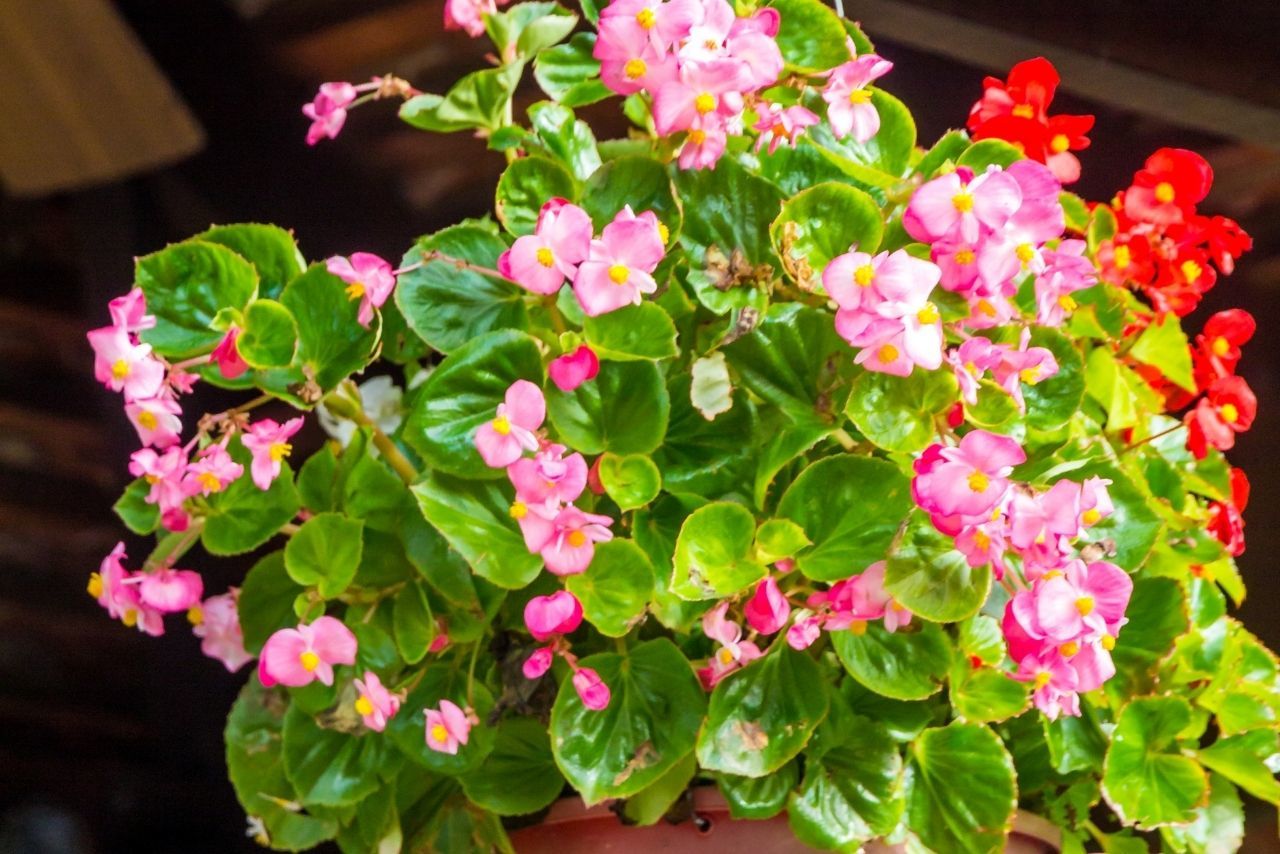 Begonya Çiçeği Bakımı