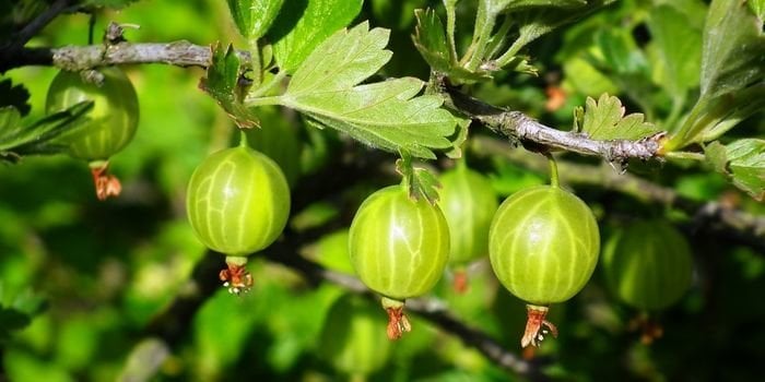 Bektaşi Üzümü Fidanı Bakımı