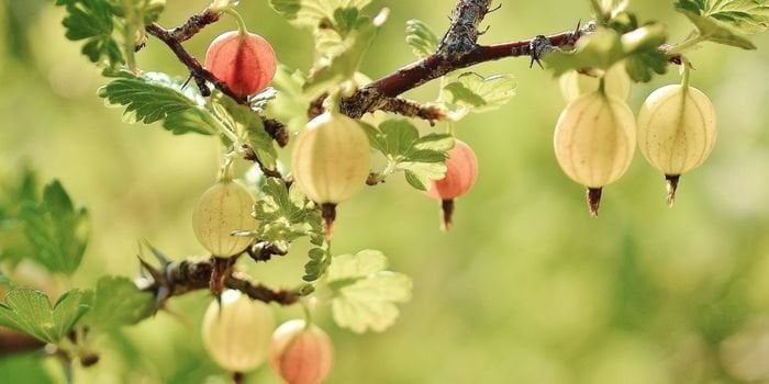 Bektaşi Üzümü Fidanı Özellikleri