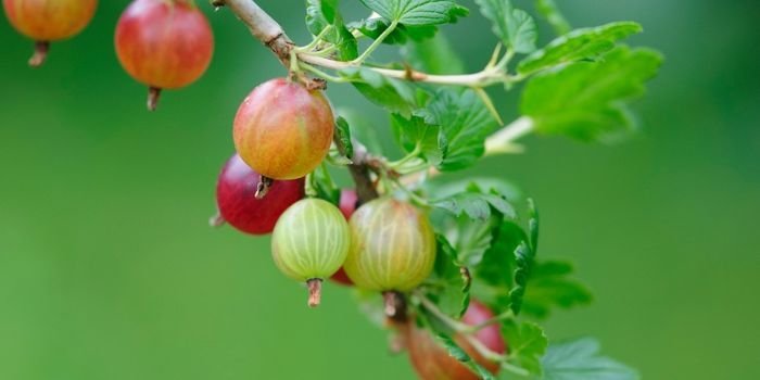 Bektaşi Üzümü Fidanı Satışı