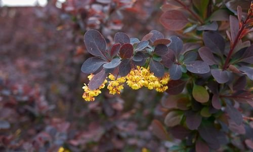 Berberis Fidanı Bakımı