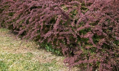 Berberis Fidanı Özellikleri