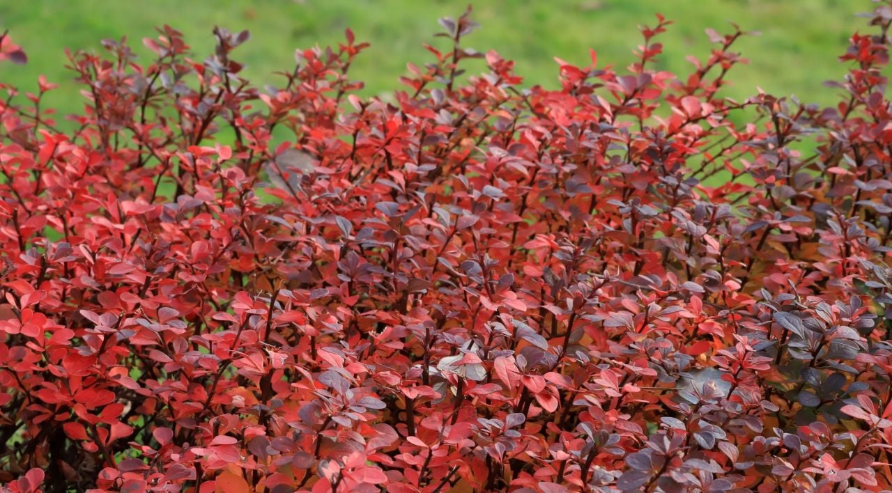 Berberis Çiçeği Özellikleri