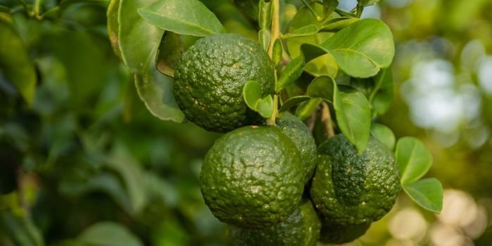 Bergamot Fidanı Çeşitleri