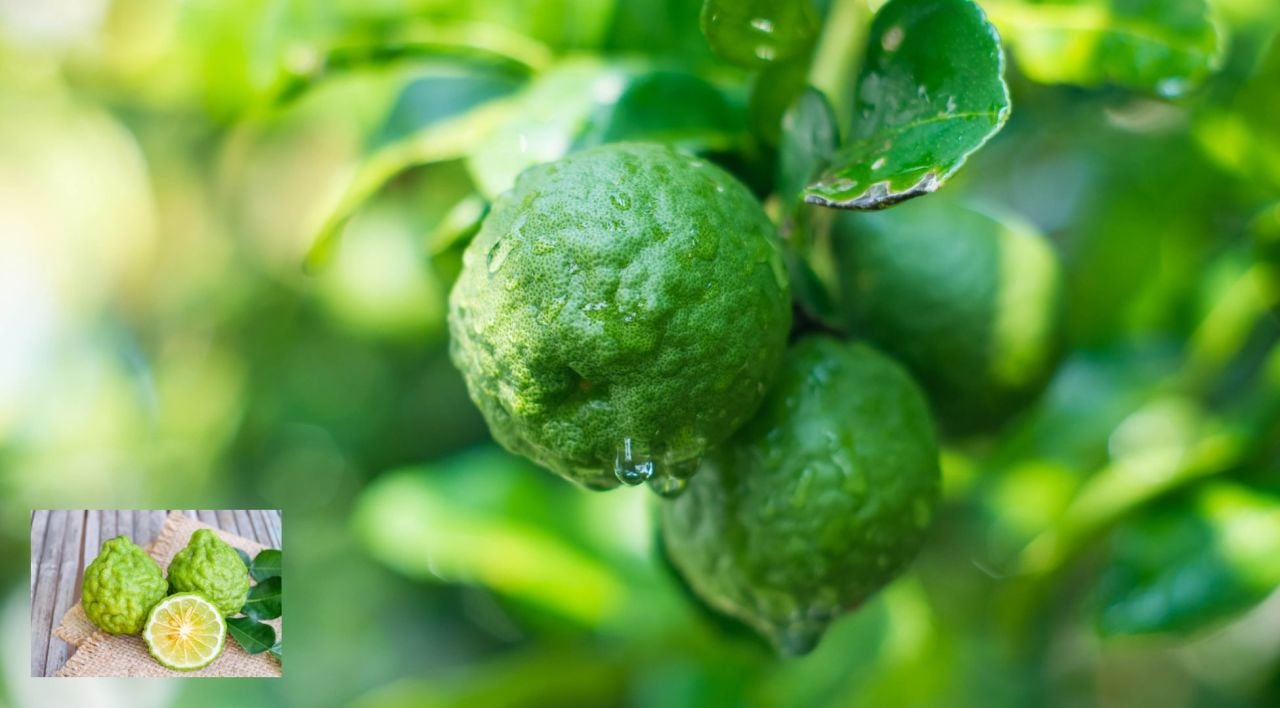 Bergamot Faydaları