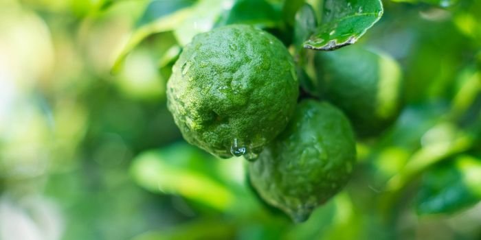 Bergamot Fidanı Özellikleri