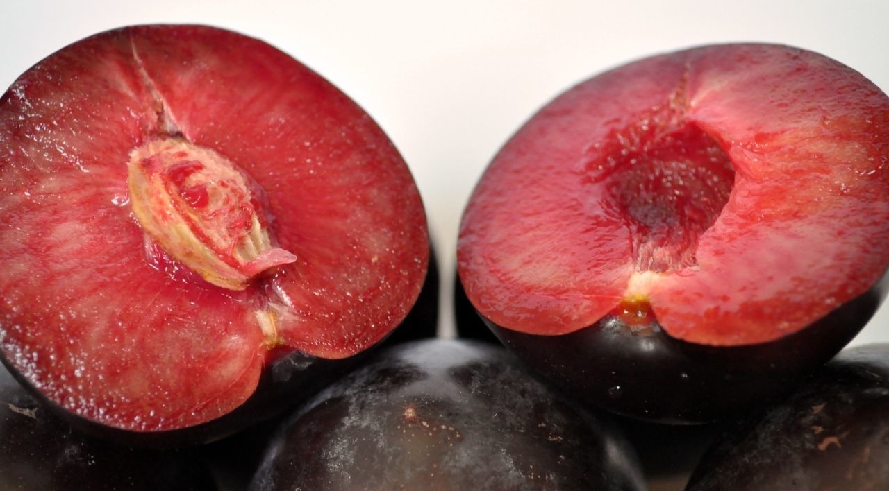 Black Diamond Erik Fidanı Satışı