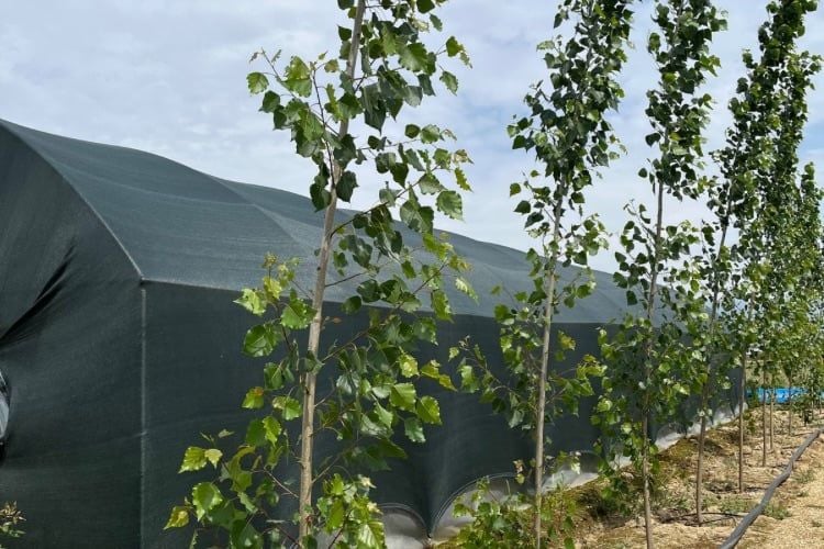 Kanada Kavağı Yetiştiriciliği