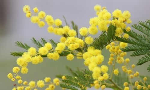 Mimoza Çiçeği Bakımı