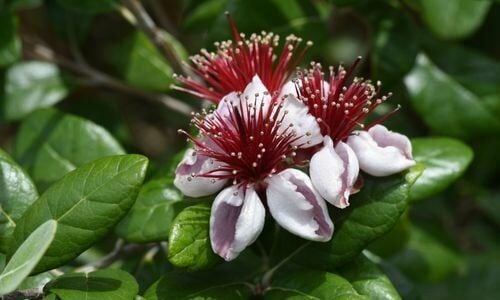 Kaymak Ağacı Satan Yerler