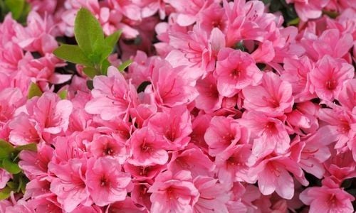 Açelya Çiçeği Bakımı