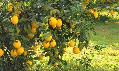 Enter Limon Fidanı Bakımı