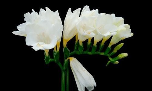 Frezya Çiçeği Bakımı