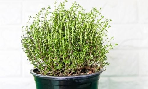 Kekik Fidanı Bakımı