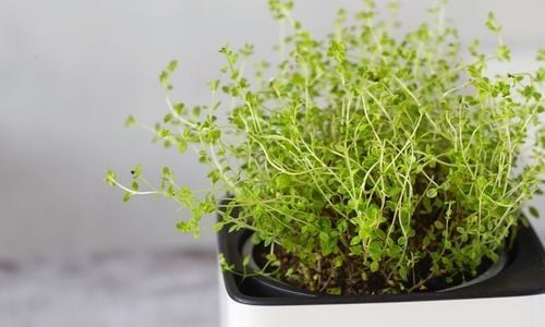 Kekik Fidanı Özellikleri