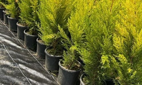 Limon Servi Fidanı Fiyatı