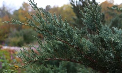 Ardıç Fidanı Satanlar