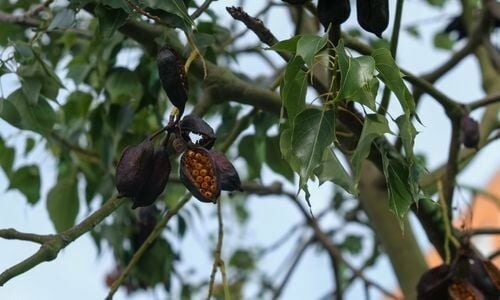 Japon Kavağı Fiyatı