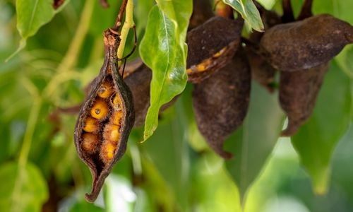 Japon Kavağı Özellikleri