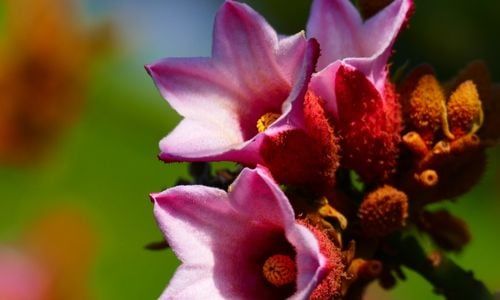 Japon Kavağı Bakımı