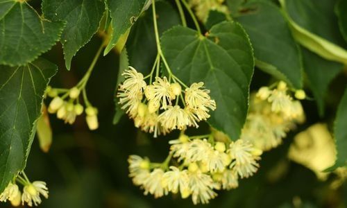 Ihlamur Fidanı Nereden Alınır?