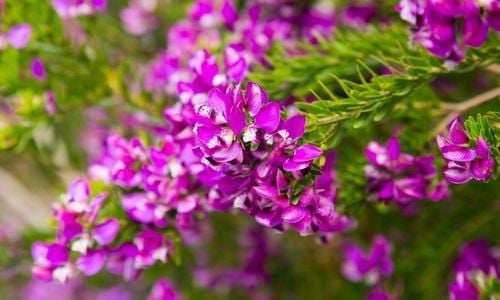 Poligala Çiçeği Fiyatı