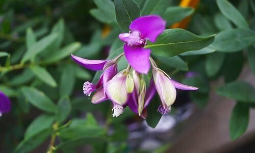 Poligala Çiçeği Özellikleri